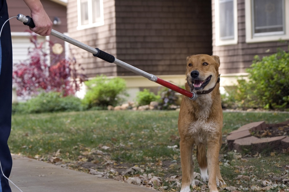 dog-catcher catches stray dog